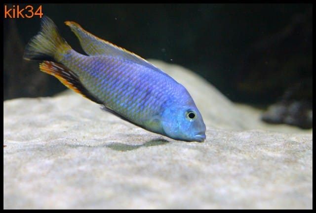 Hemitilapia oxyrhynchus 'Likoma Island'